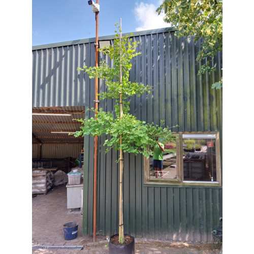 Ginkgo biloba - Japanse notenboom - boom