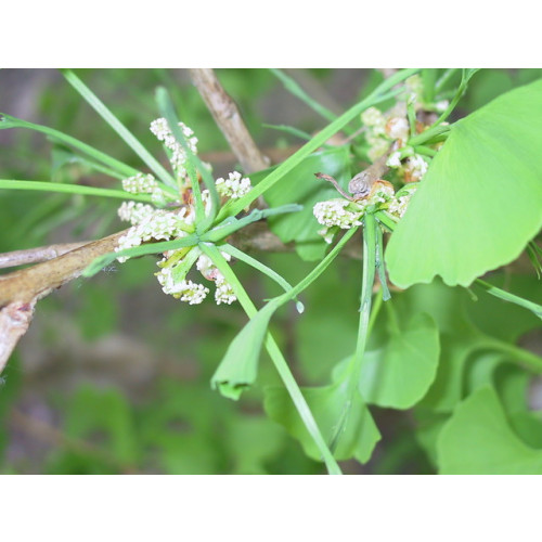 Ginkgo biloba - Japanse notenboom