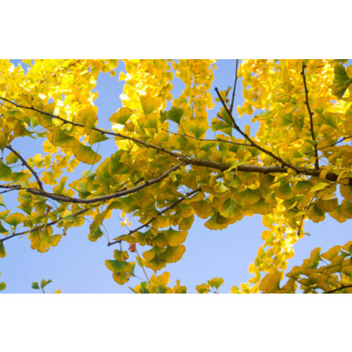 Ginkgo biloba - Japanse notenboom - boom