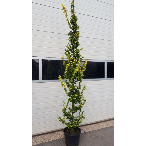 Ulmus hollandica Wredei - Goudiep - boom