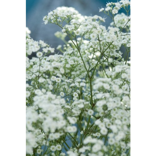 Gypsophila paniculata Schneeflocke - Gipskruid - 