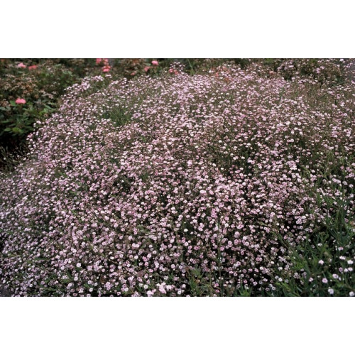 Gypsophila repens Rosea - Gipskruid - 