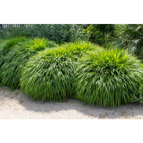 Hakonechloa macra - Japans bosgras