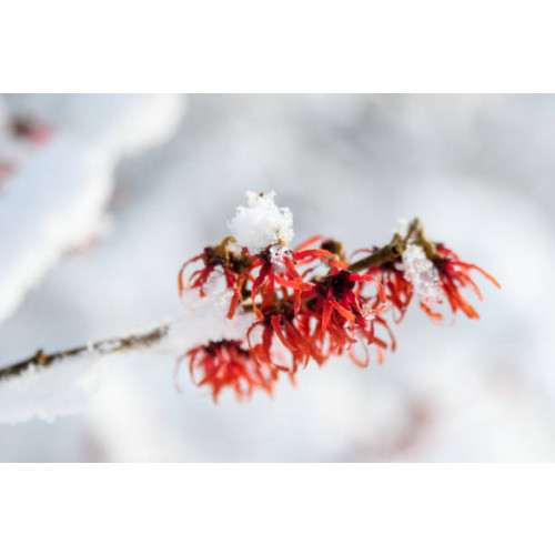 Hamamelis int. Rubin