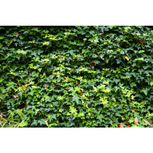 Hedera helix - kleinbladige klimop