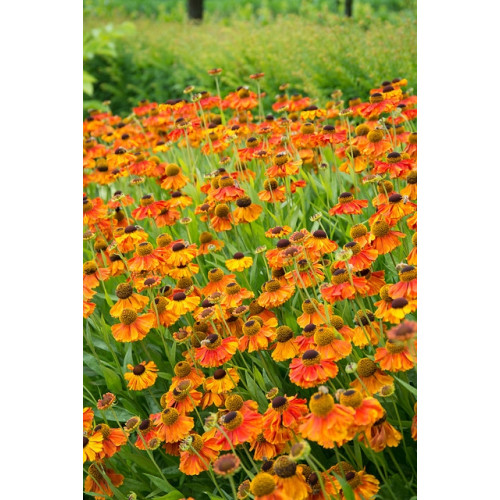 Helenium Moerheim Beauty | Zonnekruid