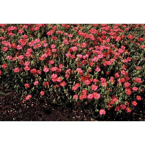 Helianthemum 'Ben Hope' - Zonneroosje - 