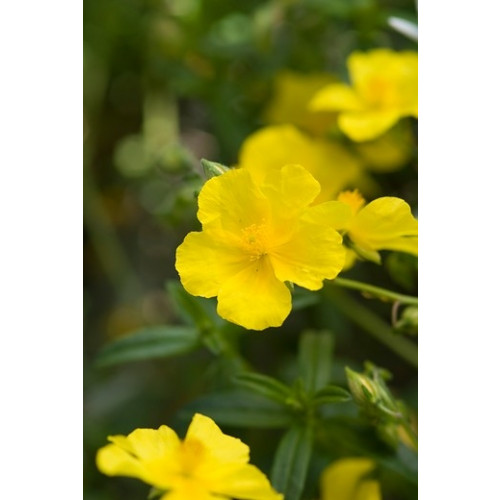 Helianthemum 'Golden Queen' - Zonneroosje - 