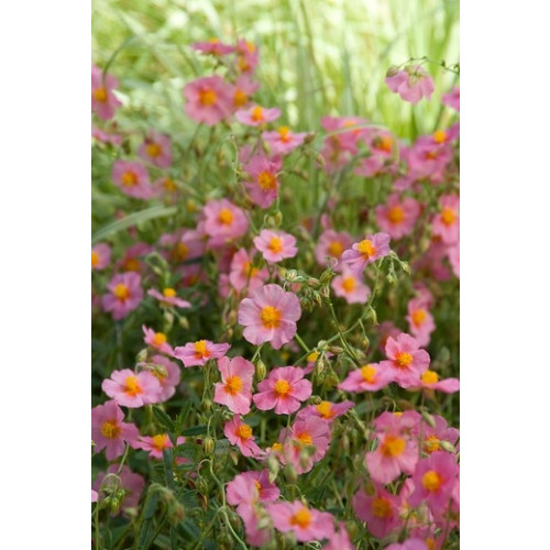 Helianthemum Lawrenson's Pink - Zonneroosje -