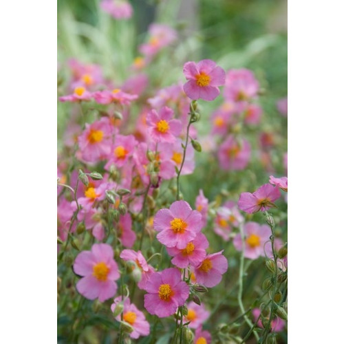 Helianthemum Wisley Pink - Zonneroosje - 