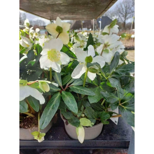 Helleborus niger - Kerstroos