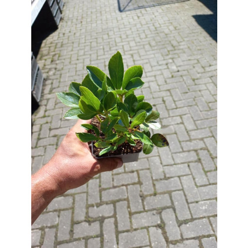 Helleborus niger - Kerstroos