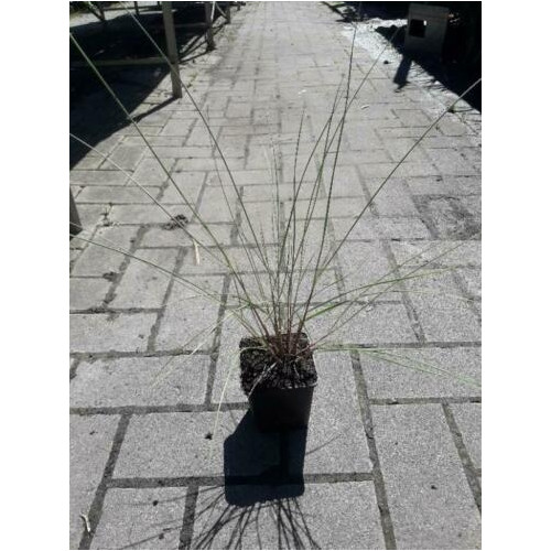 Ammophila arenaria - Helmgras 