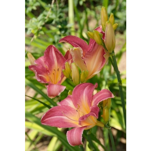 Hemerocallis Pink Damask - Daglelie - 