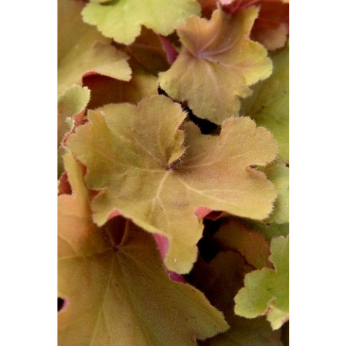 Heuchera “Caramel”® - Purperklokje - 