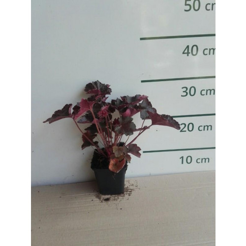 Heuchera micrantha 'Palace Purple' - Purperklokje - 
