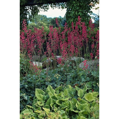 Heuchera sanguinea Leuchtkäfer - Purperklokje