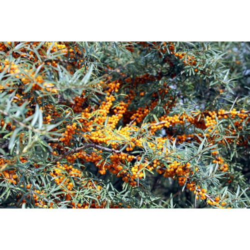 Hippophae rham. Hergo - Duindoorn - vrouwelijk