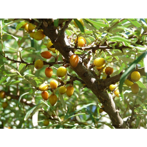 Hippophae rham. Leikora - Duindoorn - vrouwelijk