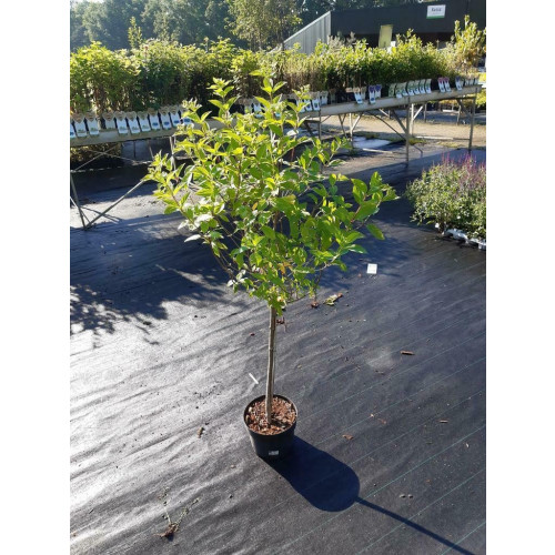 Hydrangea pan. Limelight ®- Pluimhortensia - Op stam