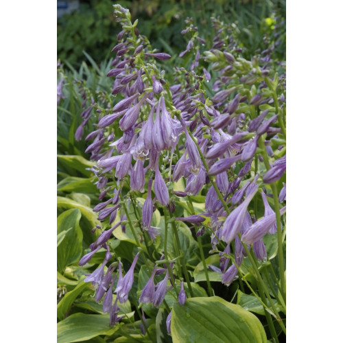 Hosta Patriot - Hart Lelie