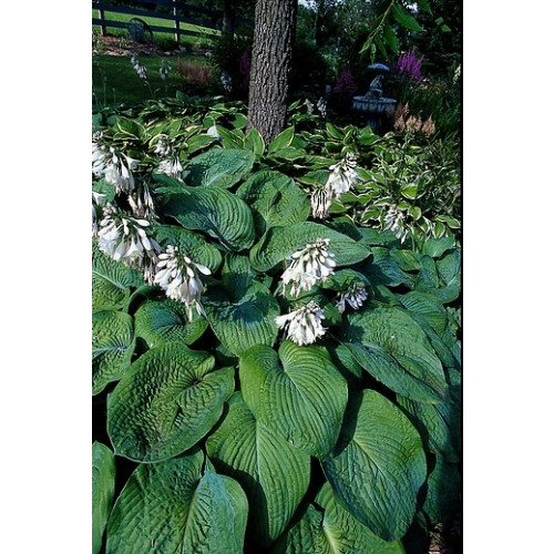 Hosta sieboldiana Elegans - Hartlelie