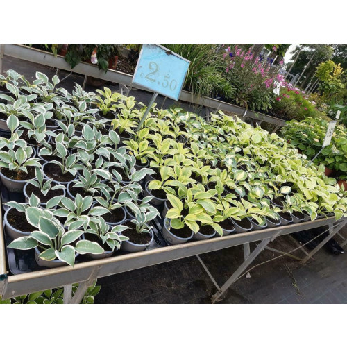 Hosta Patriot - Hart Lelie