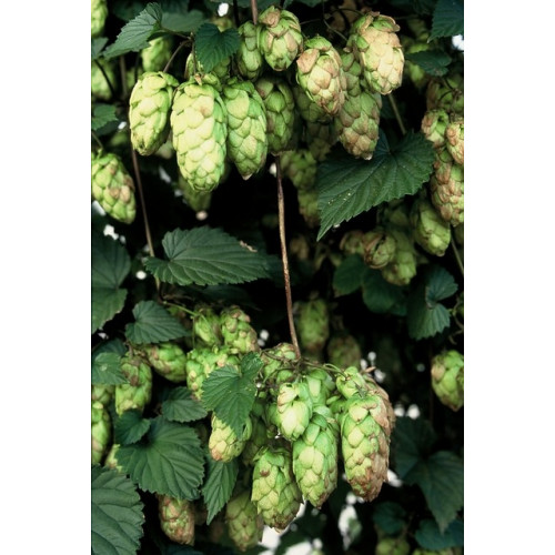 Humulus lupulus | Hop