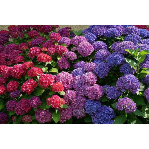 Hydrangea macr. 'Freudenstein' - Hortensia