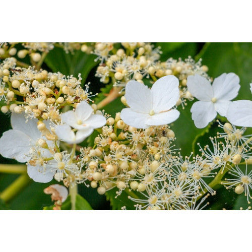 Hydrangea anomala petiolaris - Klimhortensia