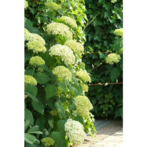 Hydrangea arb. Annabelle - Hortensia