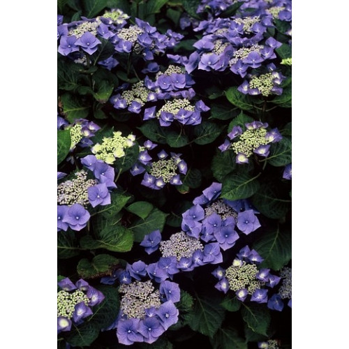 Hydrangea macr. Blaumeise - Hortensia