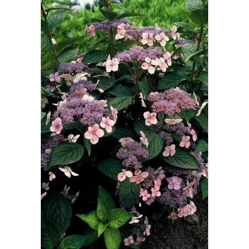 Hydrangea serr. Bluebird - Hortensia