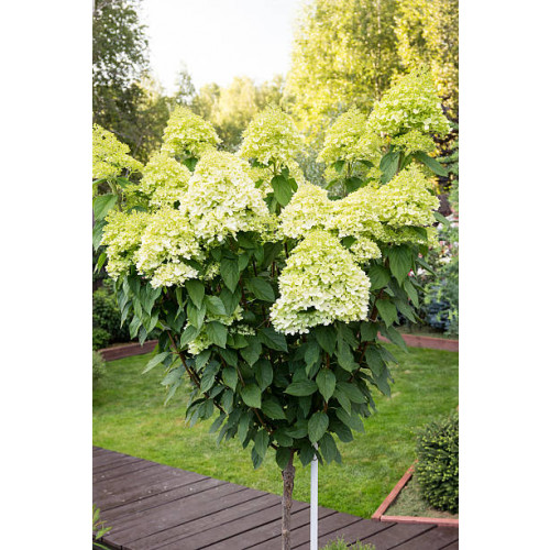 Hydrangea pan. Grandiflora - Pluimhortensia - Op stam