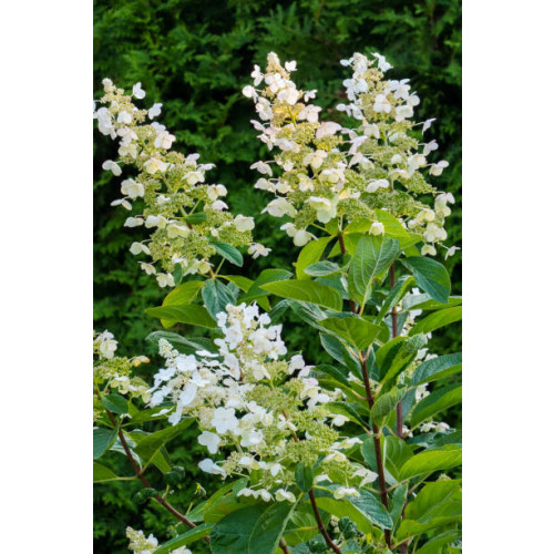 Hydrangea pan. Kyushu