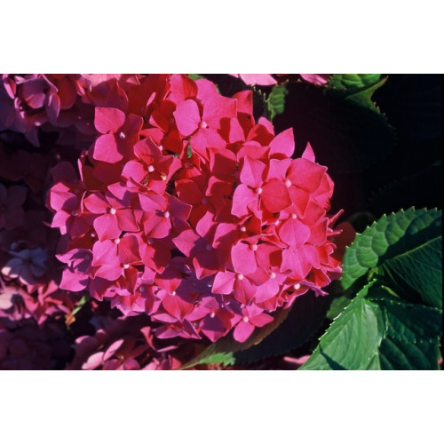 Hydrangea macr. 'Leuchtfeuer' - Bolhortensia