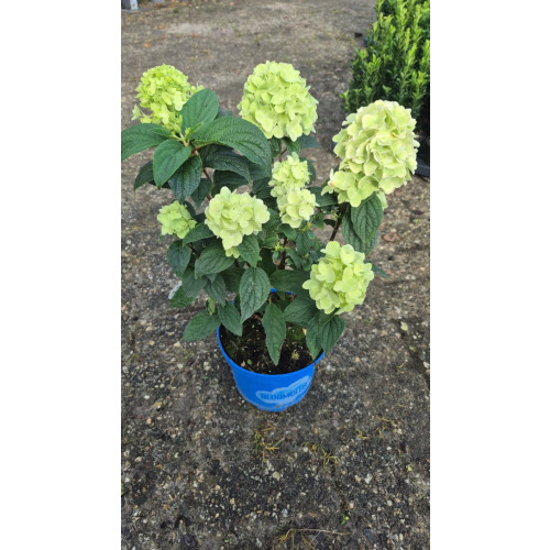 Hydrangea paniculata Nimbus - Pluimhortensia