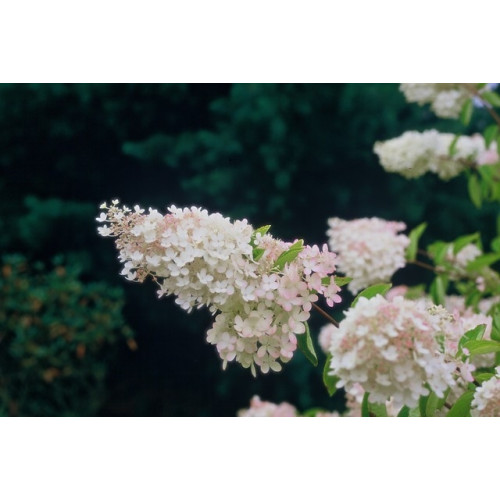 Hydrangea pan. Grandiflora - Pluimhortensia