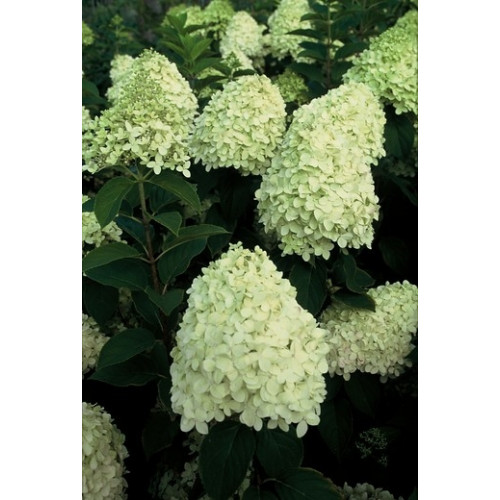 Hydrangea pan. Limelight ® - Pluimhortensia