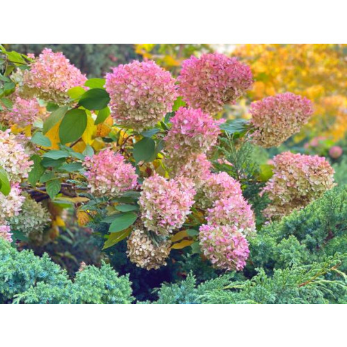 Hydrangea pan. Pink Lady