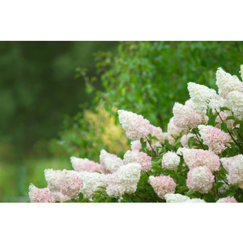 Hydrangea pan. Pinky Winky - Pluimhortensia