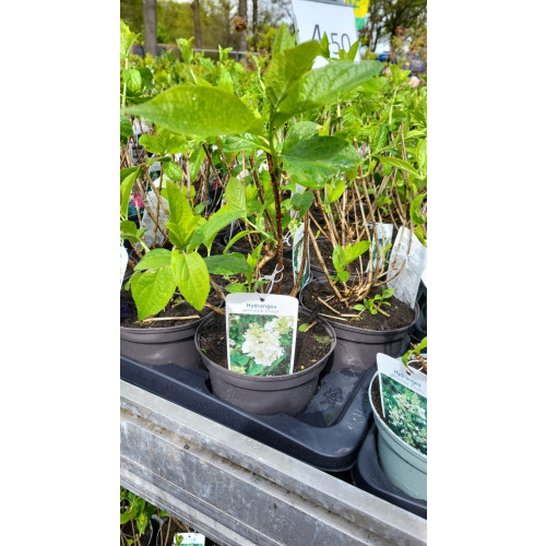 Hydrangea pan. Unique - Pluimhortensia