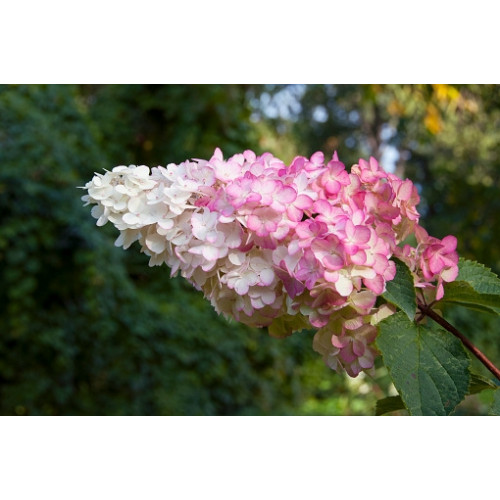 Hydrangea pan. Vanille Fraise - Pluimhortensia