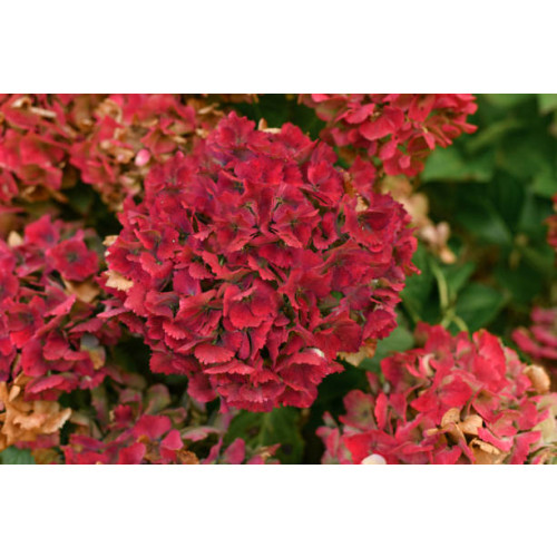 Hydrangea pan. Wim's Red - Pluimhortensia