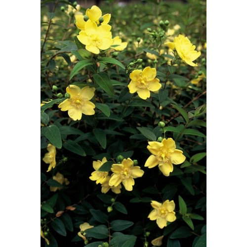 Hypericum 'Hidcote' - Hertshooi