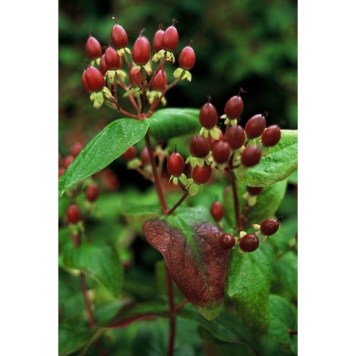 Hertshooi - Hypericum inodorum Rheingold