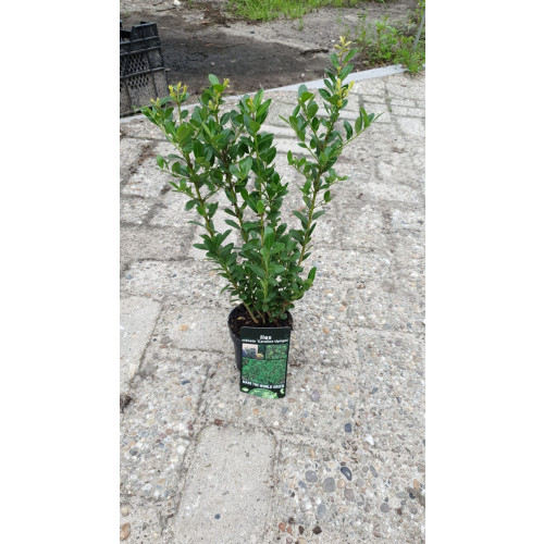 Japanse hulst - Ilex crenata Caroline Upright