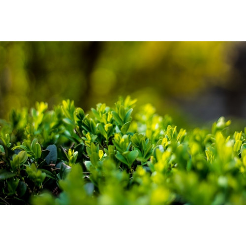 Ilex cr. Convexa | Japanse hulst | Buxus vervanger