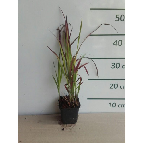 Imperata cylindrica Red Baron - Japans bloedgras