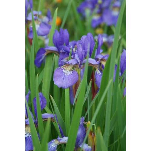 Iris sib. Sparkling Rose - Lis